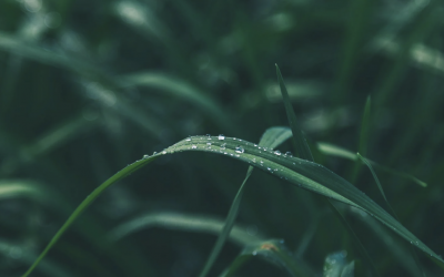 Nature’s Role in Mental Health